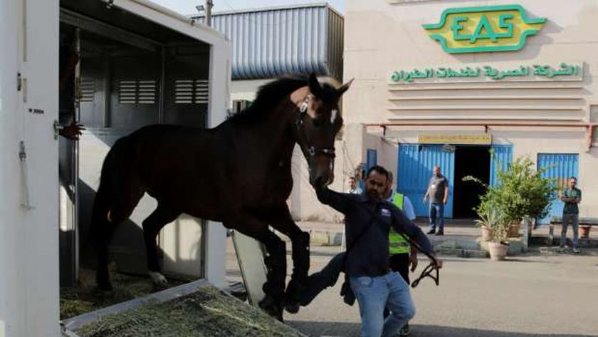 وصول عدد من الخيول المشتركة فى بطولة مصر الدولية للفروسية
 | يلا شوت