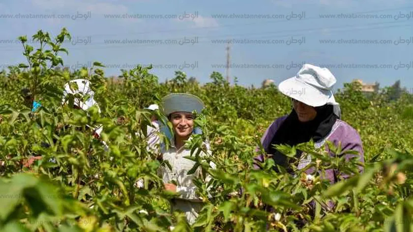 خبير: ارتفاع كبير في صادرات مصر الزراعية منذ انتهاء جائحة كورونا
                                     | يلا شوت